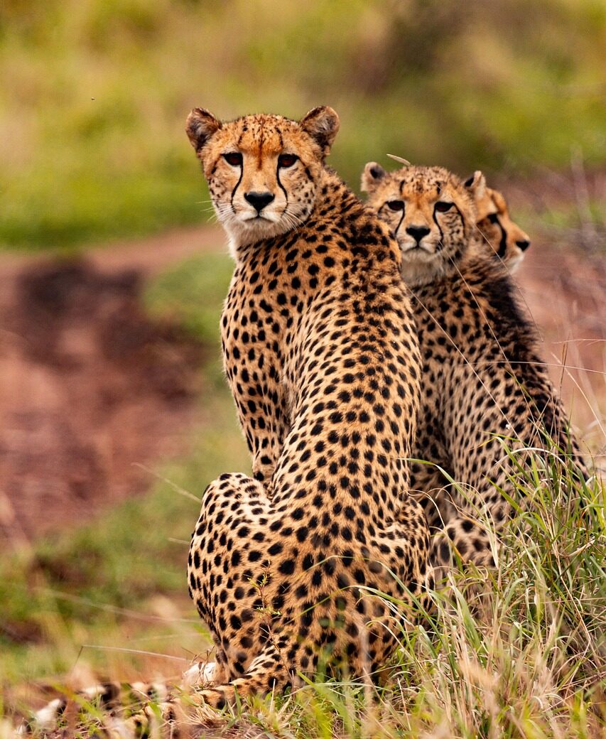 Kenya Cheetahs, Animals