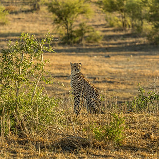 Safari South Africa