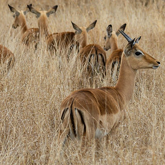 Safari South Africa