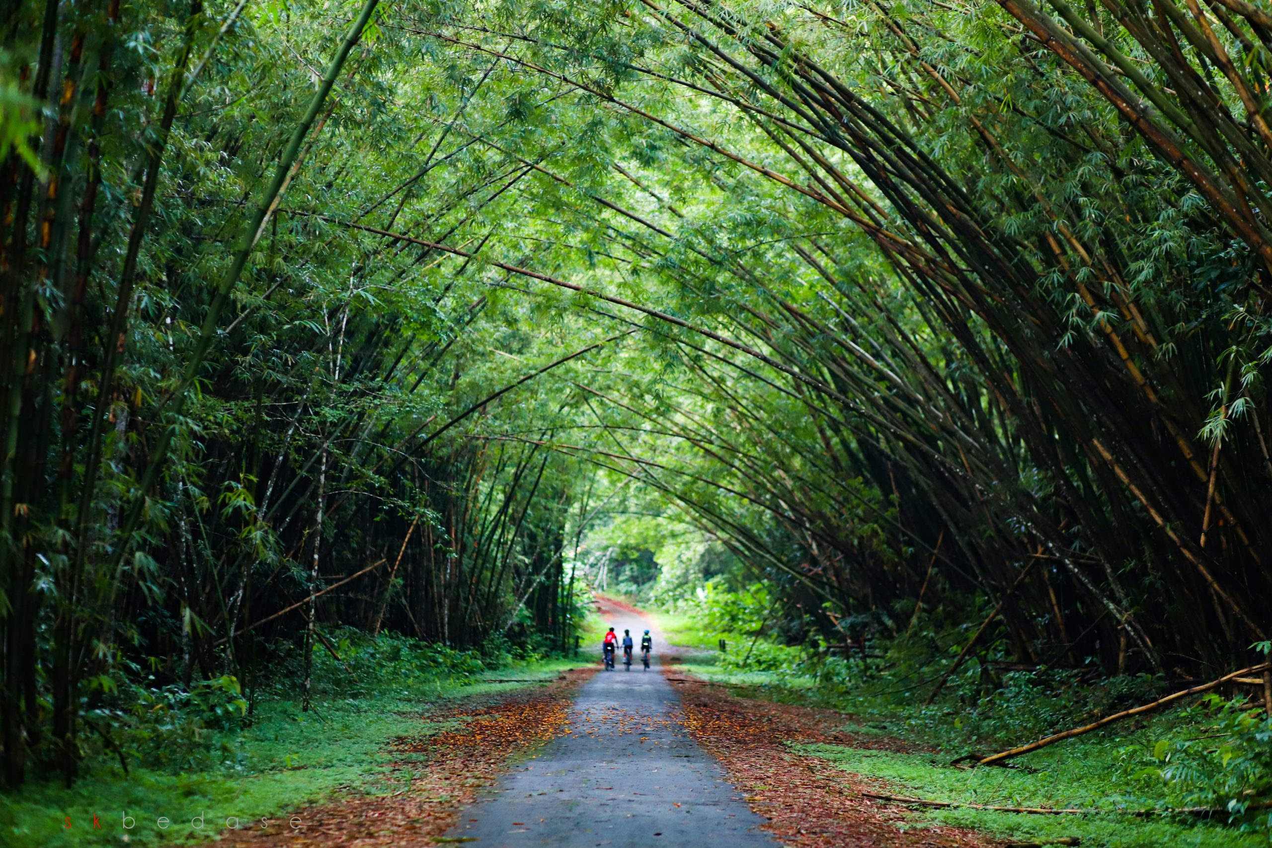 A road with bamboo arch