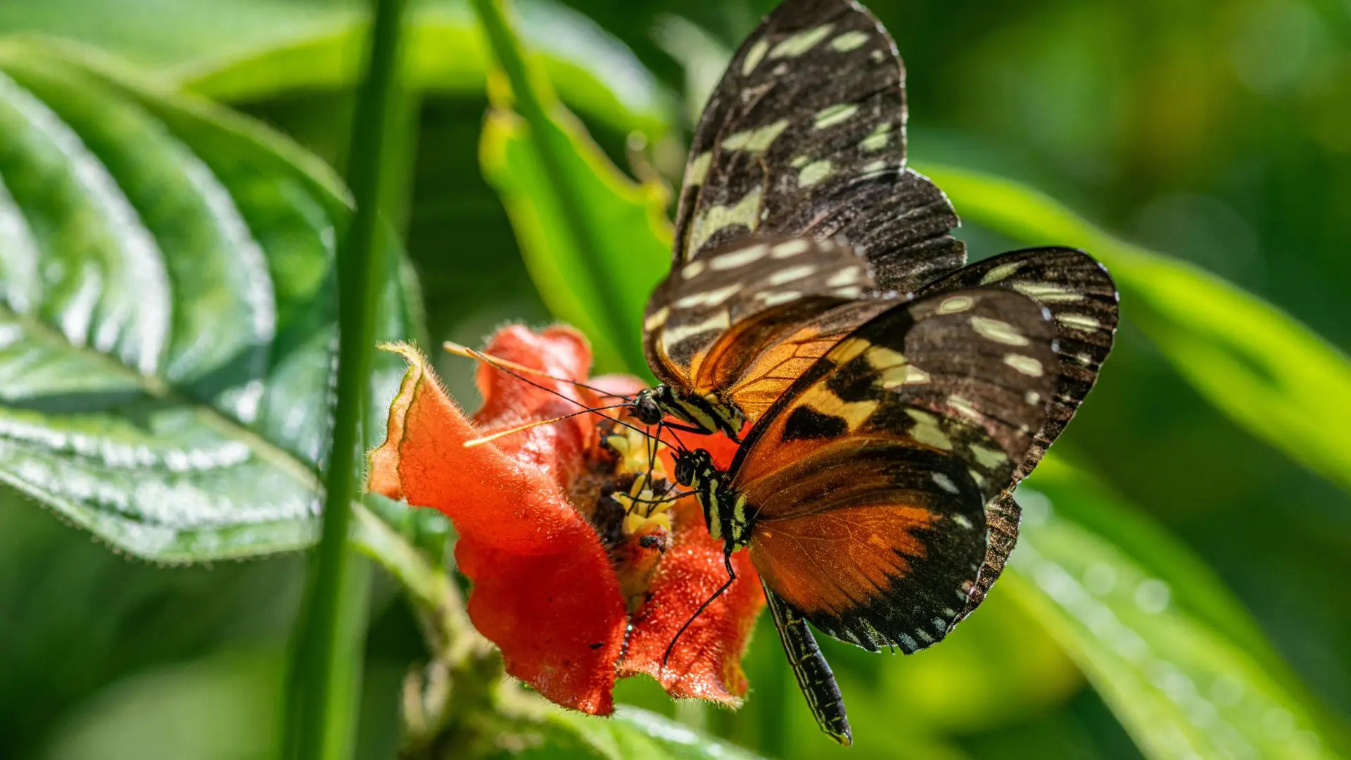 Beautiful Butterfly Panama