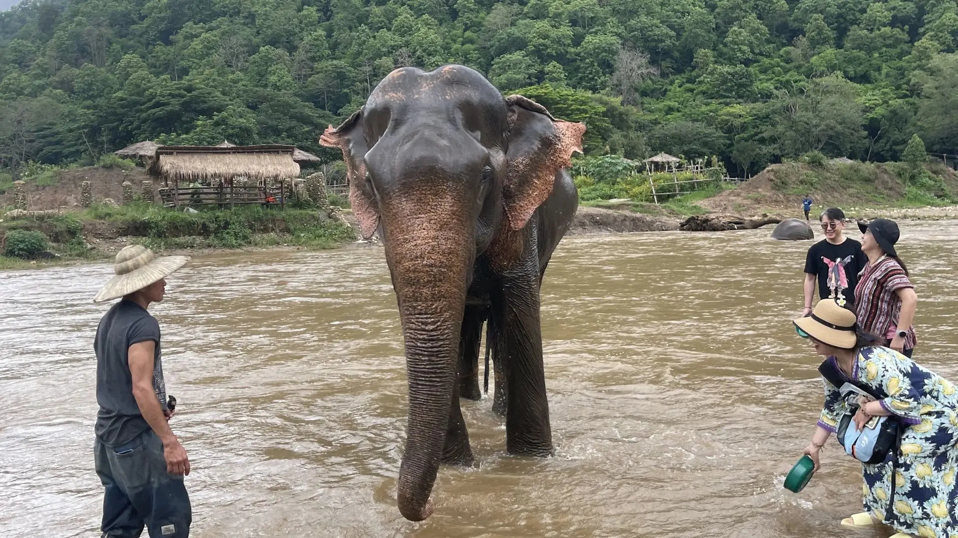 Elephant Safari Thailand