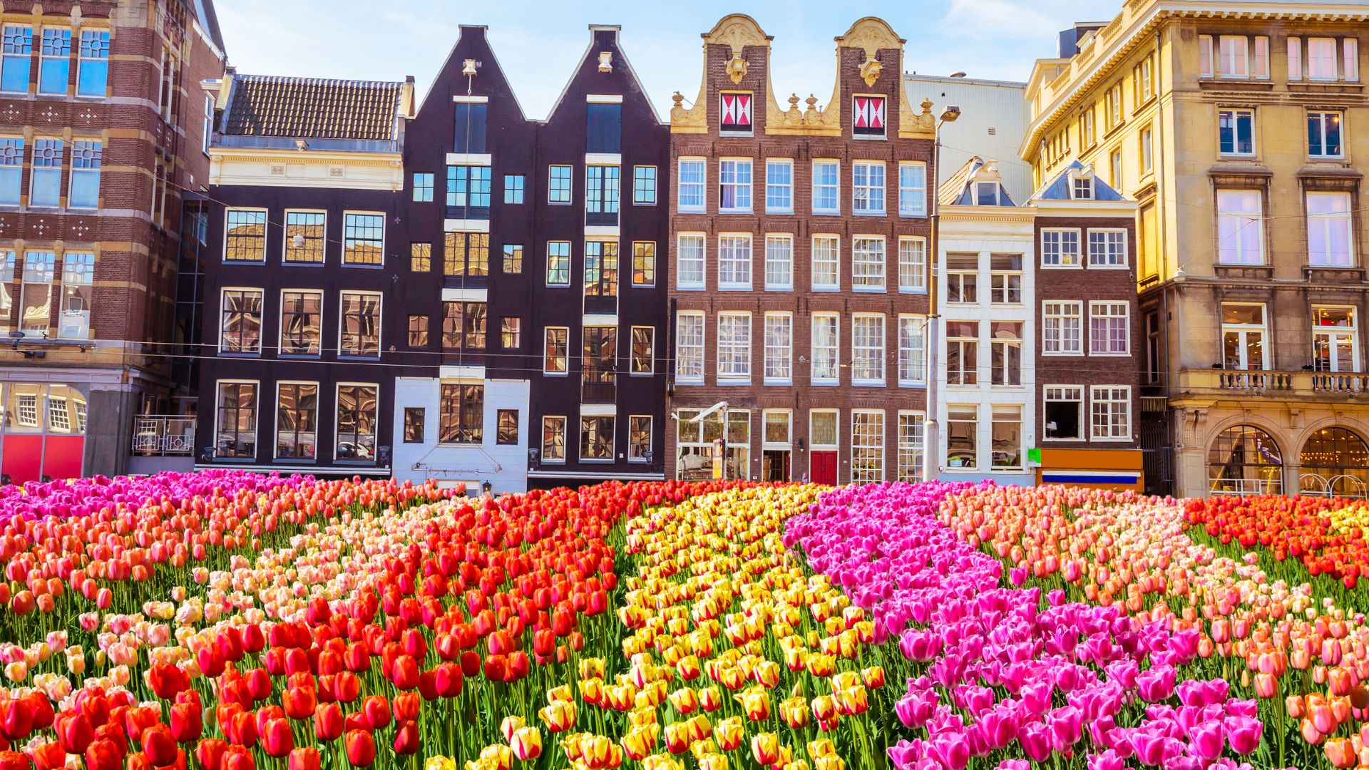 Traditional Buildings and Tulips Amsterdam- Netherlands