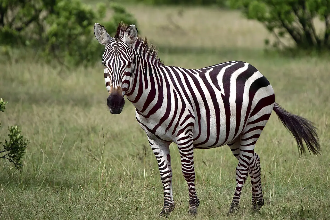Zebra in Kenya