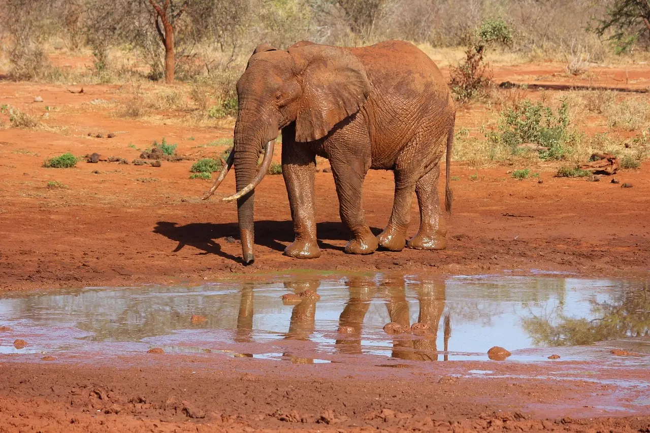 elephant-Kenya