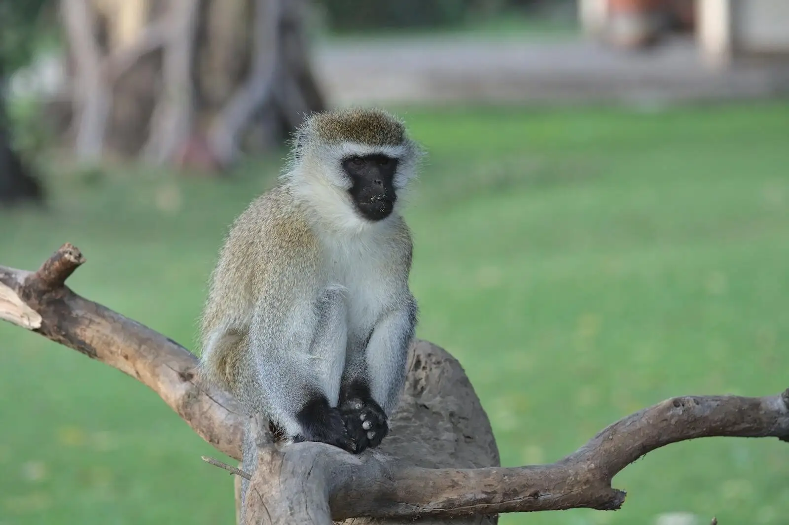 Vervet monkey sitting on a tree branch in Naivasha, Kenya. Captured in natural habitat.