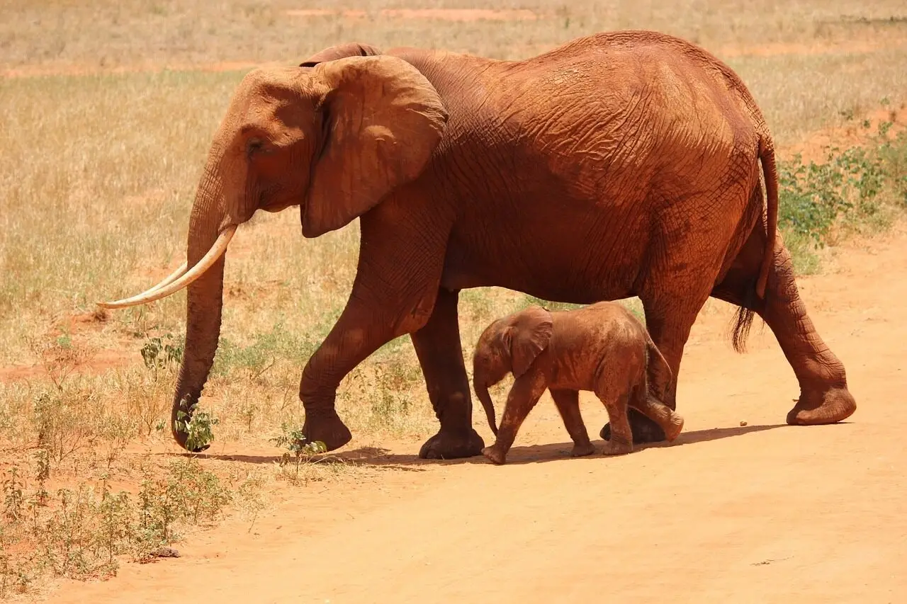 elephant, cub, tsavo, kenya, savanna, elephant, elephant, elephant, elephant, elephant