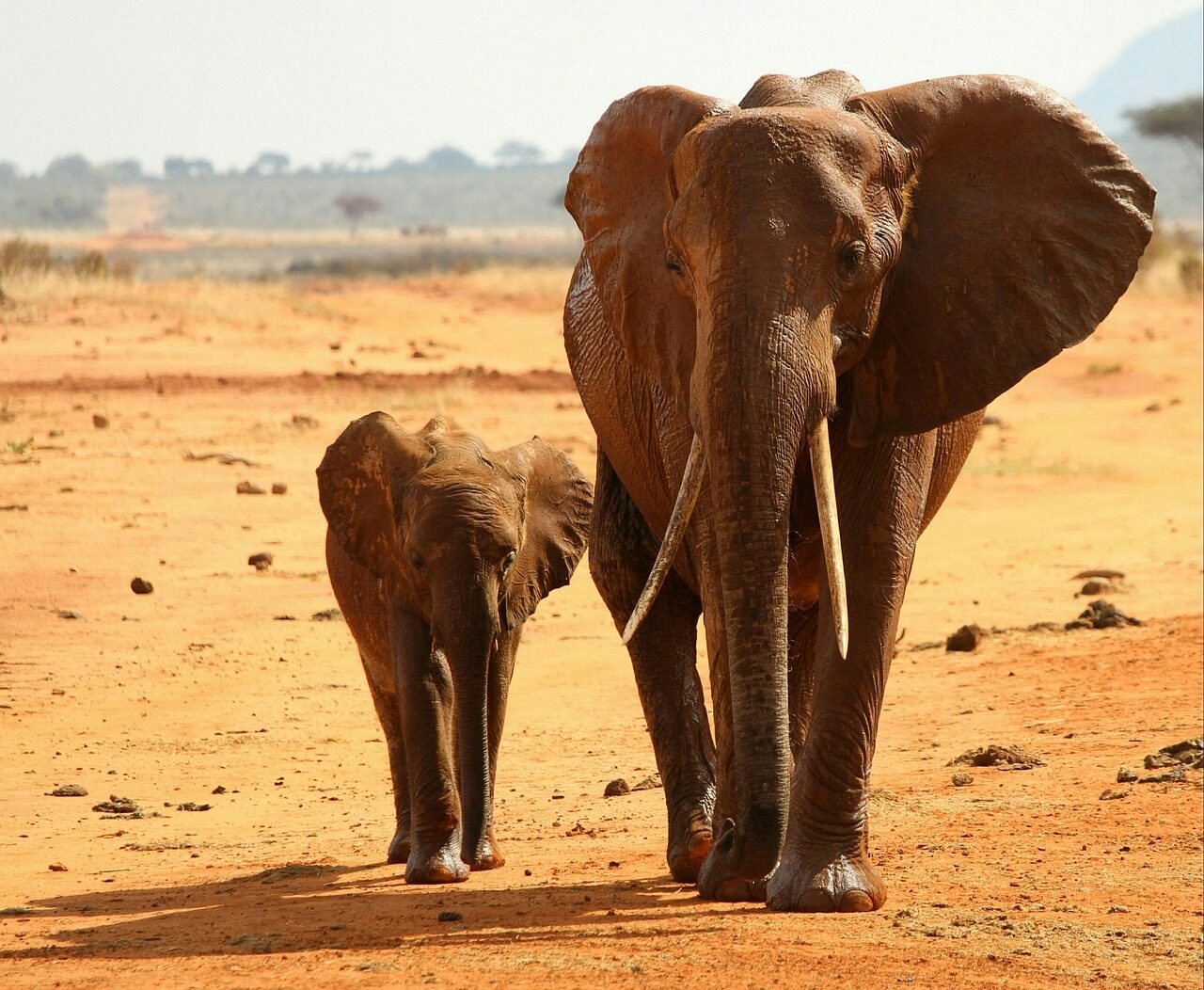 elephant, africa, national park, elephant, elephant, elephant, elephant, elephant