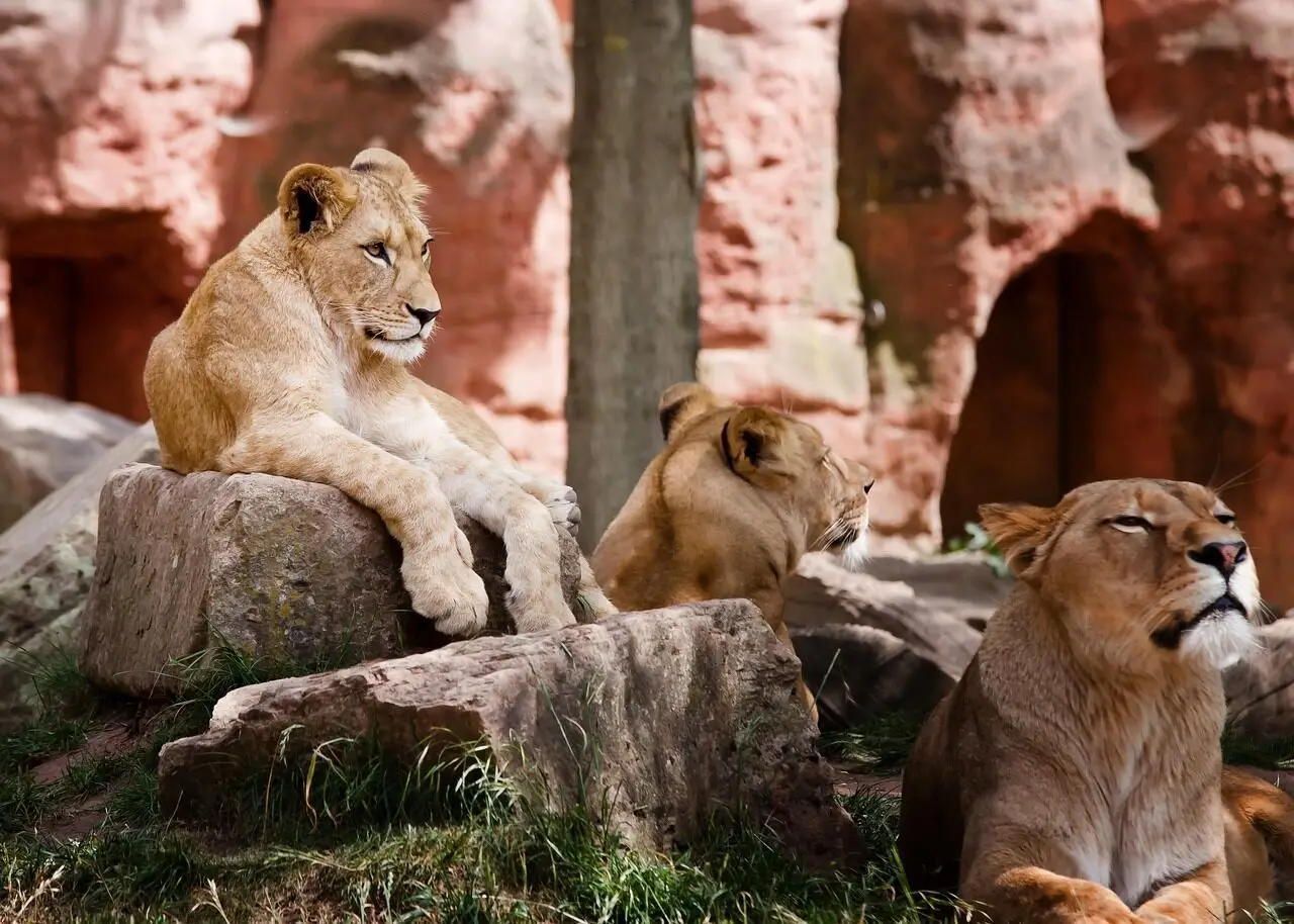 lion, lioness, felines, predator, family, africa, wilderness, animal, safari, kenya, adventure, mammal, nature, lion, lion, lion, lion, lion, lioness, kenya
