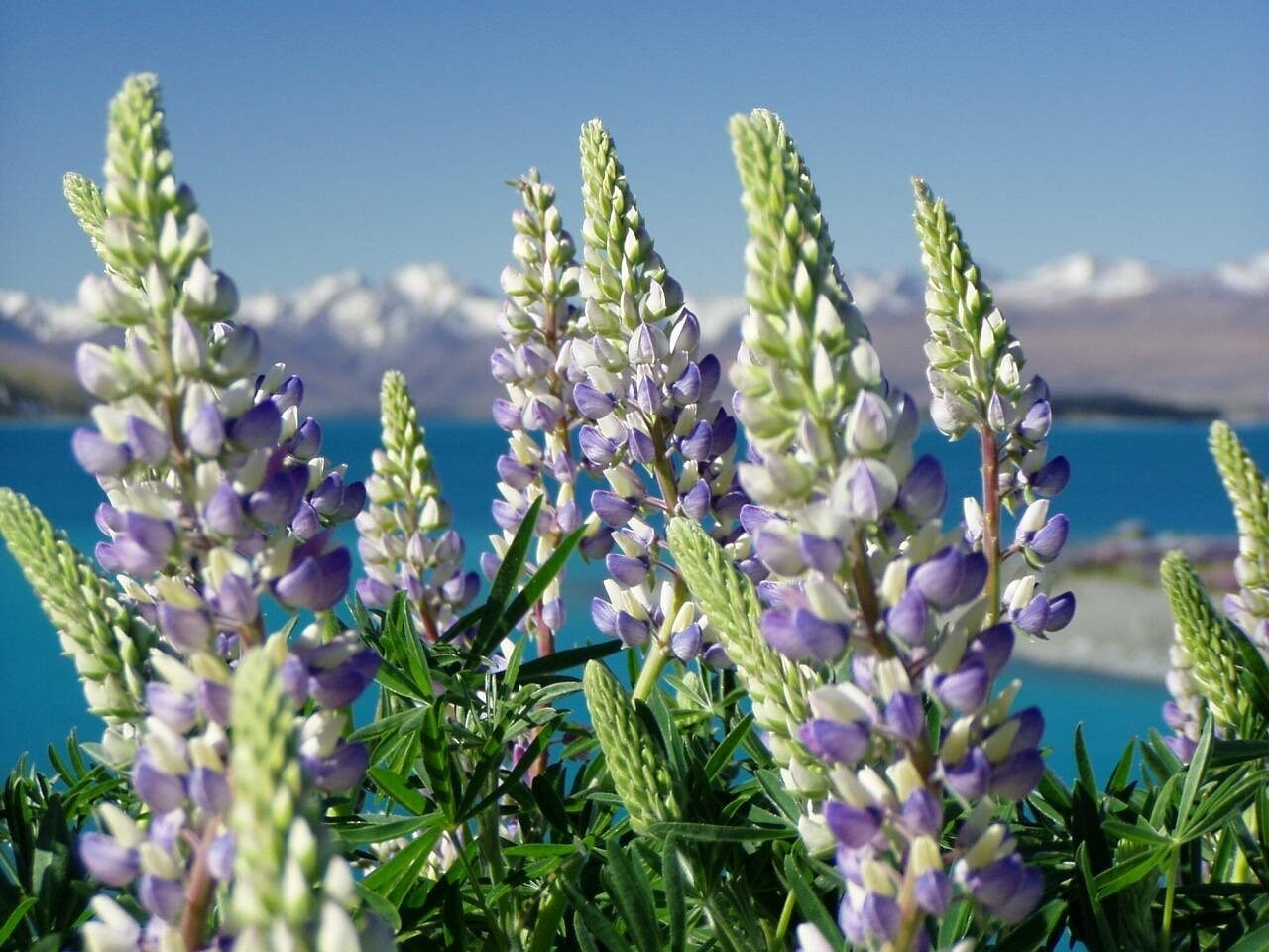lupinias, nature, new zealand, plant, landscape, new zealand, new zealand, new zealand, new zealand, new zealand, landscape