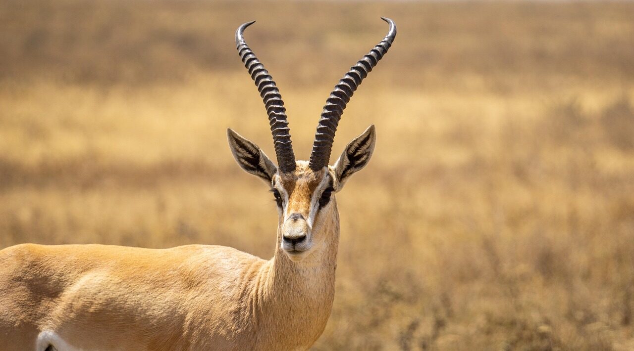 antelope, nature, animal, wildlife, africa, tanzania, antelope, antelope, antelope, antelope, antelope, tanzania