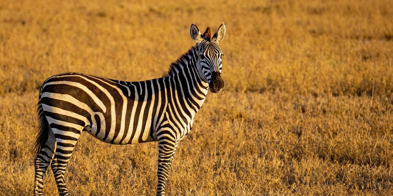 zebras, tanzania, animals, africa, wildlife, nature, serengeti, zebras, zebras, tanzania, tanzania, tanzania, tanzania, tanzania, africa, africa