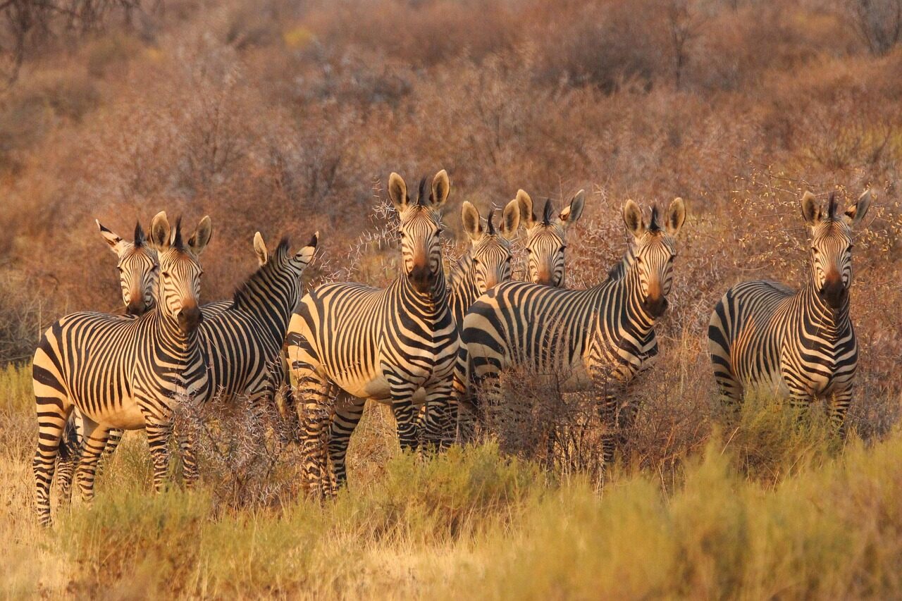 zebras, animals, africa, south africa, namibia, savannah, nature, safari, wildlife