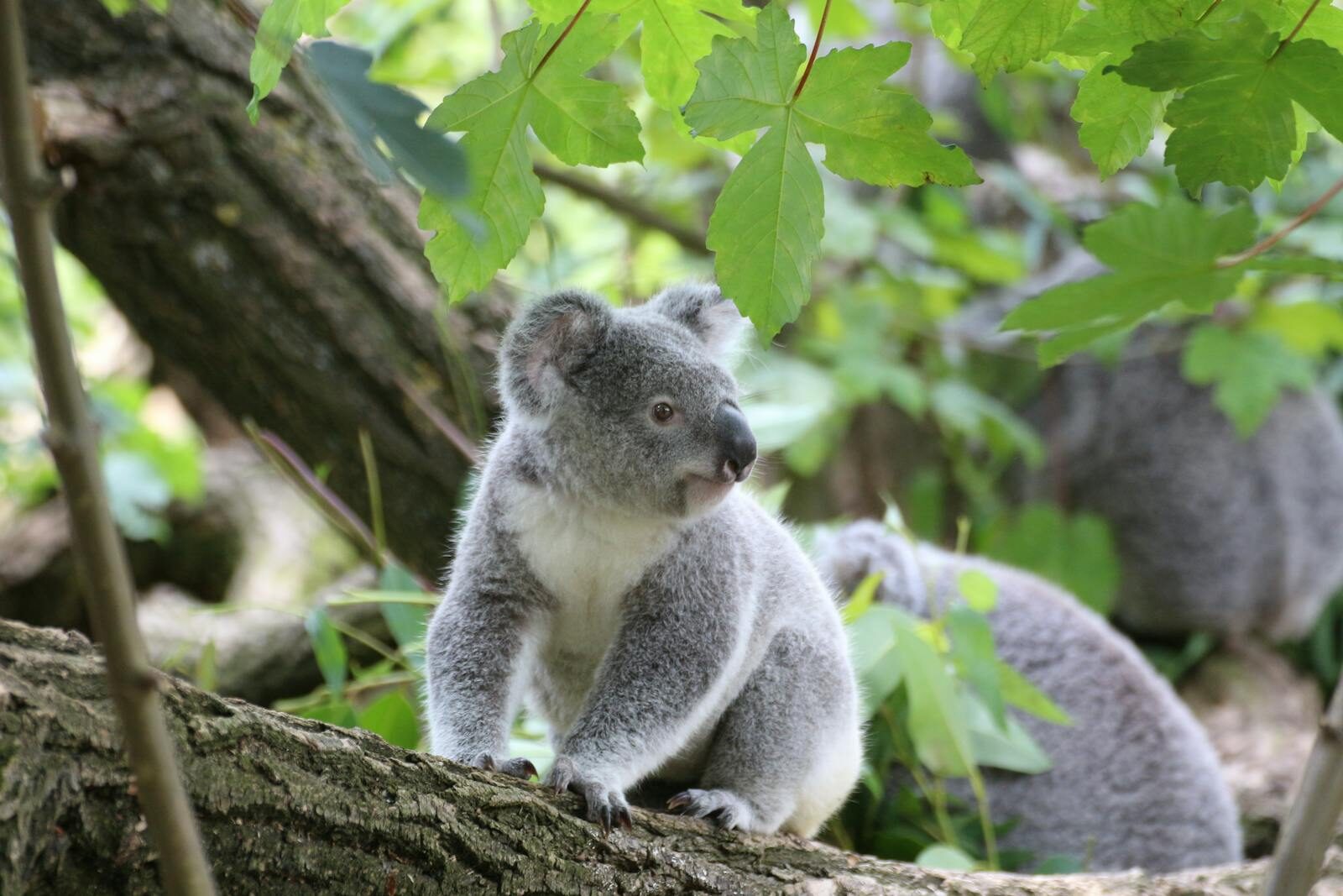 A cute koala resting on a tree branch amidst vibrant green foliage in its natural habitat.